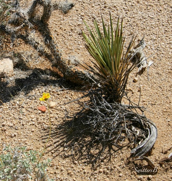 desert-flower-rustic-cactus-photo-SwittersB