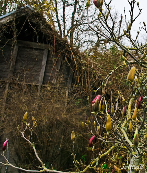farm-magnolia tree-photography-SwittersB-rural