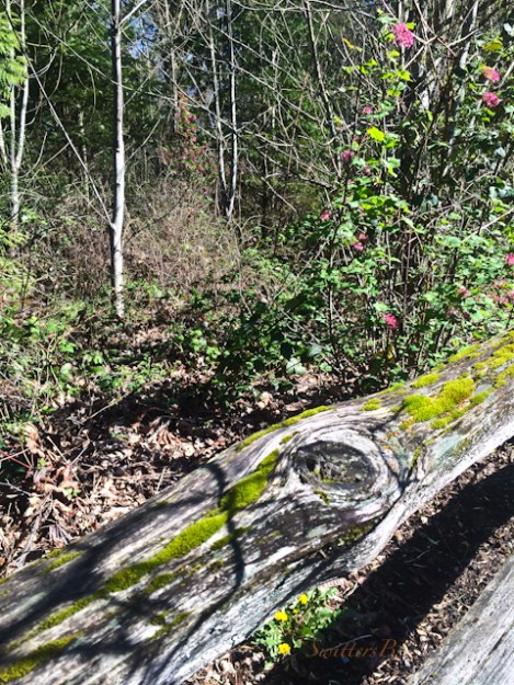 fence rail-woods-flowers-nature-SwittersB-Oregon
