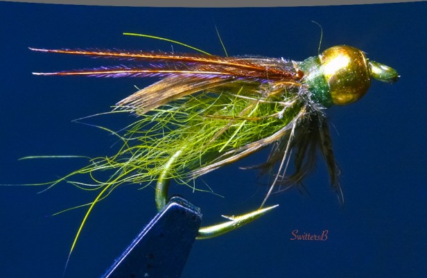 green pupa-fly tying-caddis pupa-macro photography