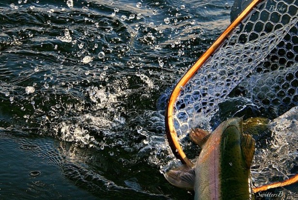 net-trout-escape-water-spray-SwittersB