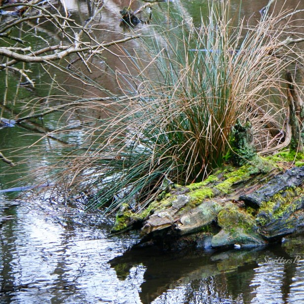 old log-lake-habitat-nature-image-SwittersB