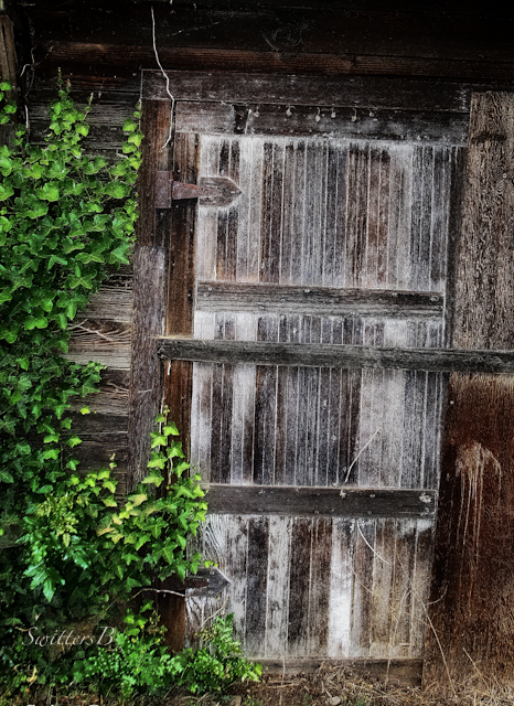 old shed door-SwittersB-Ivy-rustic