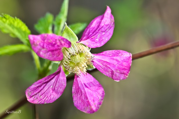 pink flower-Reed Canyon-Portland-image-SwittersB