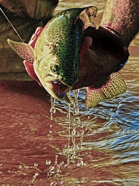 rainbow trout-Oregon-fly fishing-photo-SwittersB