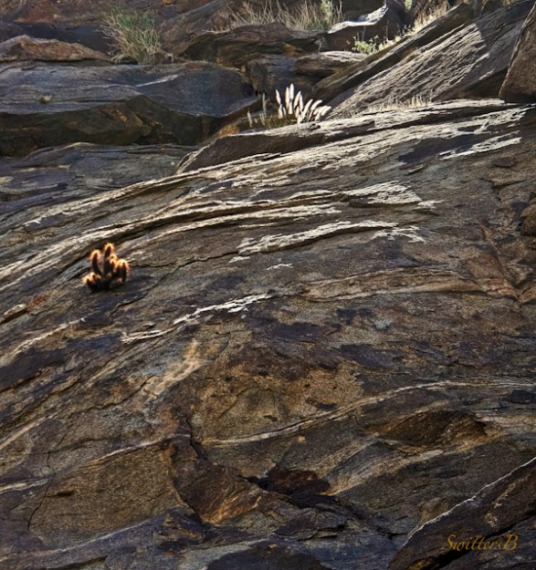 rock wall--little cactus-life-desert-SwittersB