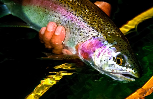 Sleek Trout-Oregon-SwittersB-fly fishing