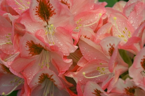 Spring-garden-flowers-water droplets-belleza mojado-photo-SwittersB