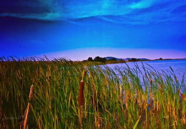wind-reeds-cattails-Oregon-SwittersB-lake