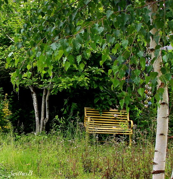 yellow bench-weeds-birch tree-Portland-SwittersB