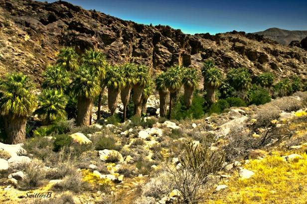 andreas canyon-fan palms-desert-oasis-SwittersB