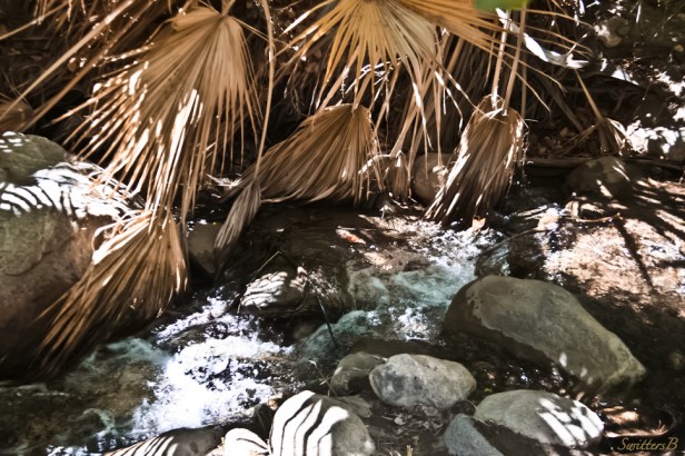 Andreas Creek-canyon-desert-palm fronds-SwittersB