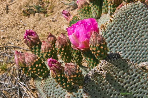 beavertail cactus-bloom-Joshua Tree-desert
