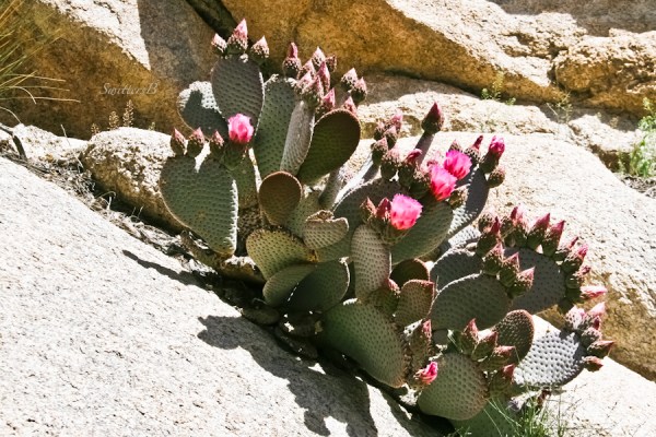 Beavertail cactus-rocks-Barker Dam hike-SwittersB