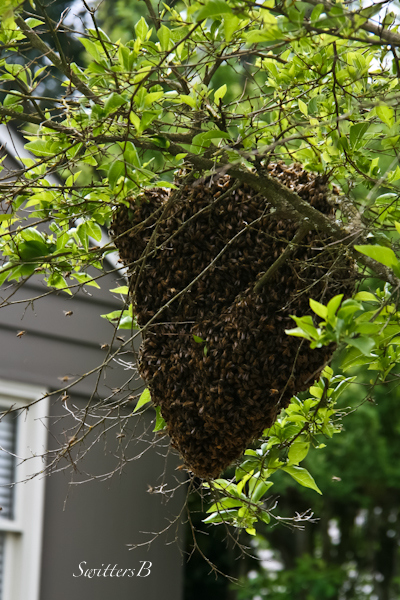 bee swarm-hive-Portland-tree-SwittersB
