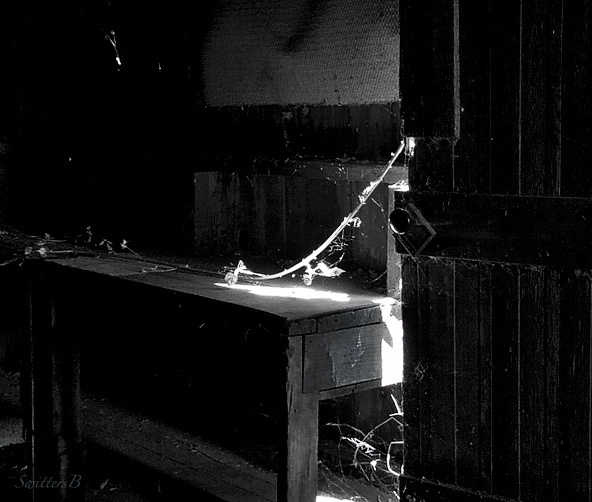 Briar-old shed-door ajar-invasive-photo-rural-SwittersB