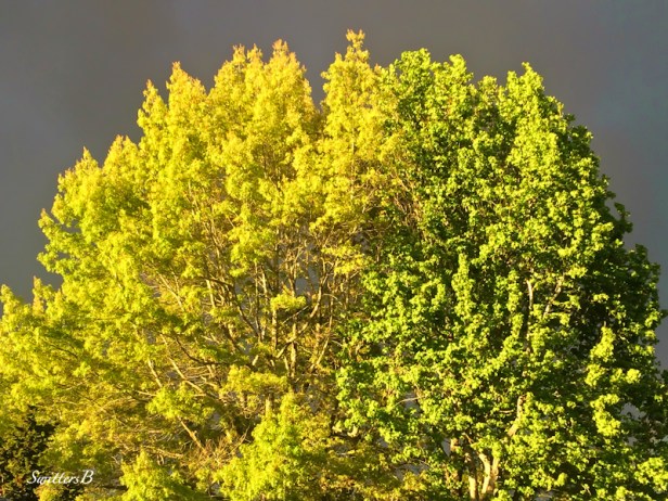 Bright trees-dark sky-Portland-SwittersB
