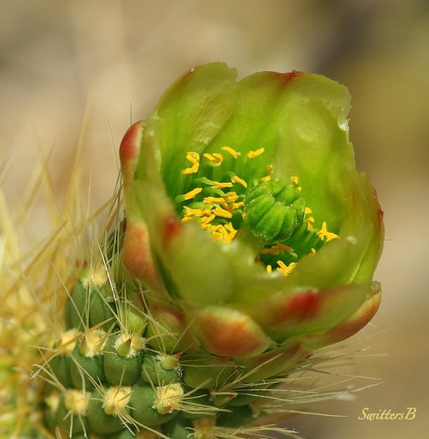 cactus bloom-desert-Mojave-Joshua Tree-photo-SwittersB