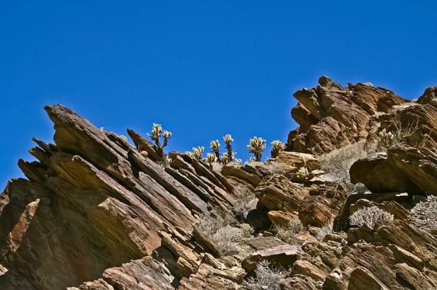 cactus-rock formation-angles-Andreas Canyon-SwittersB-upheaval