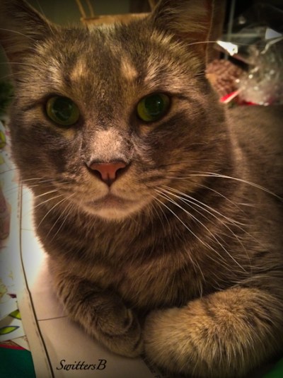 cat-Tabby-Penny the Cat-pets-photo-animals-SwittersB