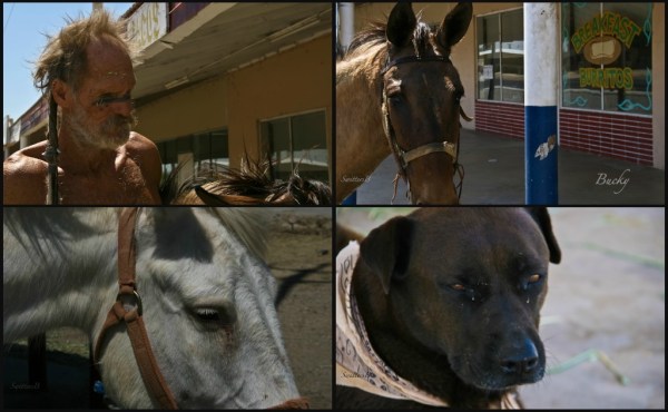 CUERVO-Bucky-mules and dog