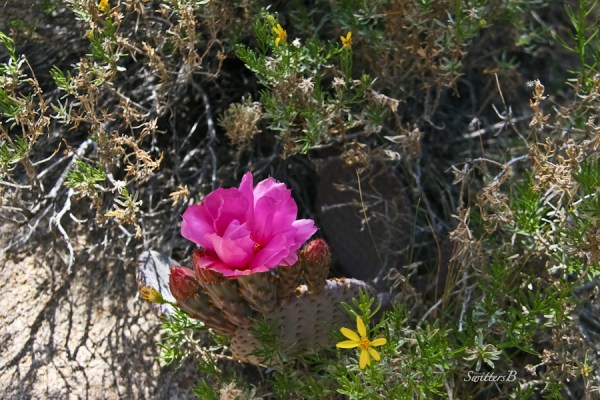desert-beavertail cactus-bloom-flower-wildflower-Swittersb