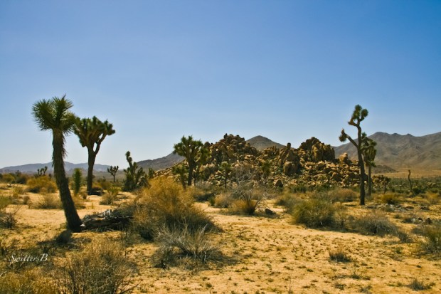 Desert-Joshua Trees-California-SwittersB