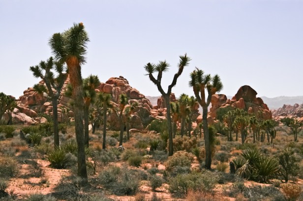 desert-mojave-hazy-joshua trees-swittersb
