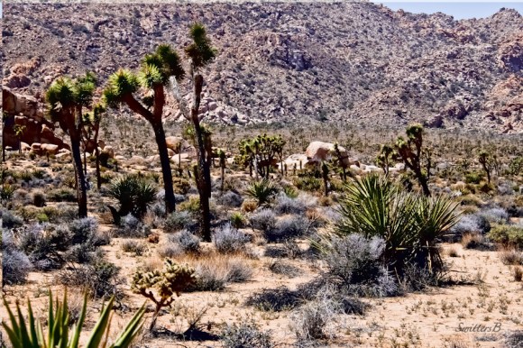 Desert Scape-Joshua Tree-Park Road-SwittersB