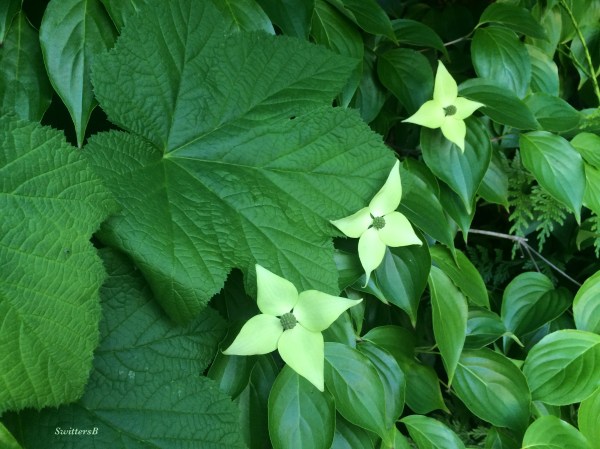 Dogwood-tree-Oregon-photo-SwittersB