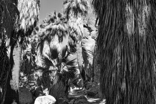 fam palms-Andreas-SwittersB