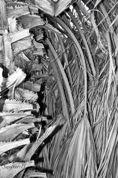 fan palms trimmed-desert-Andreas Canyon-SwittersB