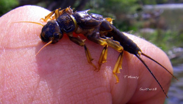 golden-stonefly-nymph-SwittersB-Deschutes