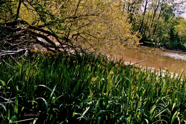iris-Whitaker Ponds-Portland-habitat-SwittersB