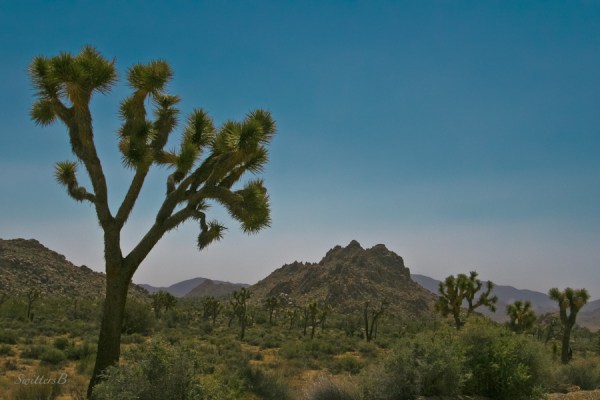 Joshua Trees-landscape-California-SwittersB