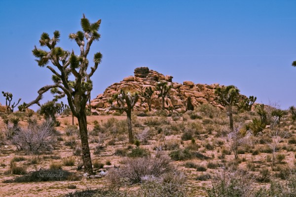 joshua trees-rock formation-desert-SwittersB