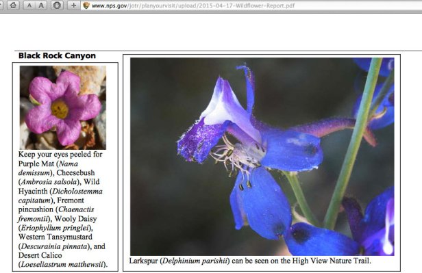 Larkspur-Joshua Tree NP