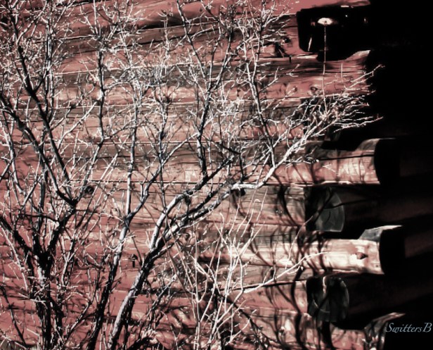 log cabin-bush-Oregon-SwittersB