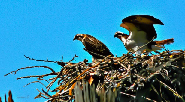 Nest-Birds-Oregon-photo-Columbia River-SwittersB