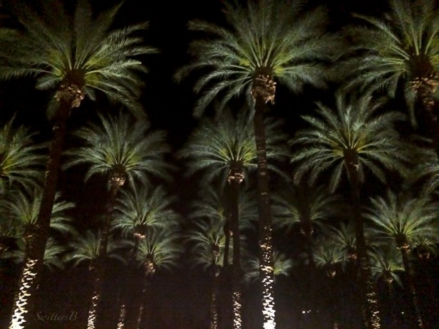 palm trees-night lights-Indian Wells-SwittersB