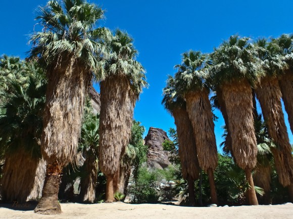 Andreas Canyon, California, Fan Palms, SwittersB