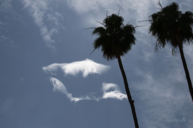 palms trees, clouds-shapes-desert-photo-SwittersB