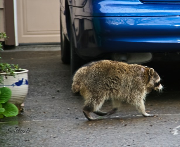 raccoon-Portland-urban-wildlife-image-SwittersB