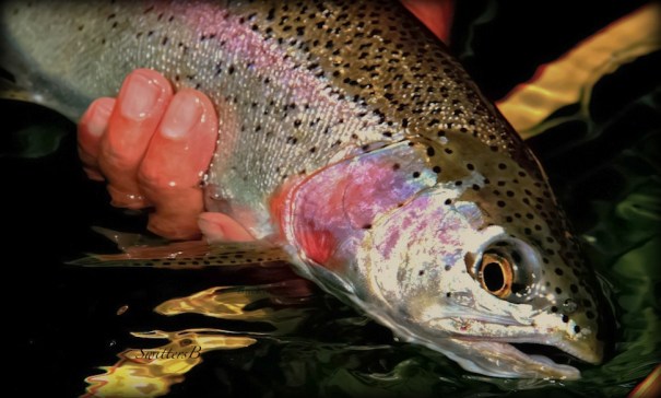 Rainbow Trout-Oregon-fly fishing-photo-SwittersB-fishing