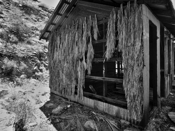 fan palm siding Wentworth Canyon SwittersB