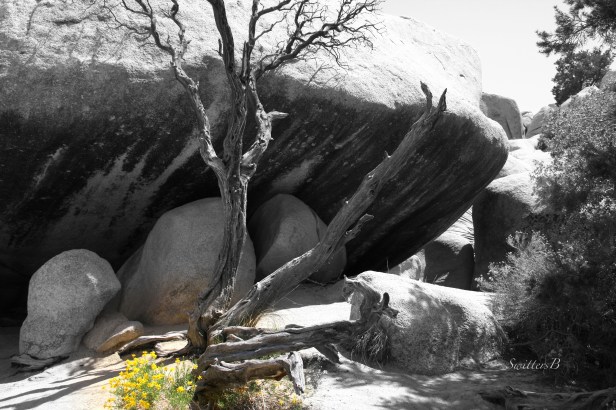snag-yellow wildflowers-boulders-SwittersB-Joshua Tree