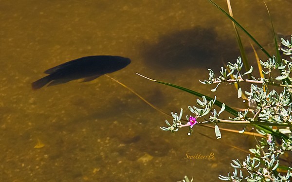 tilapia-Salton Sea-North Shore-SwittersB