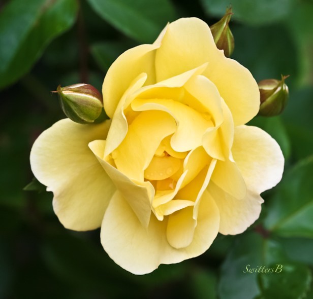 yellow rose-buds-Portland-garden-SwittersB