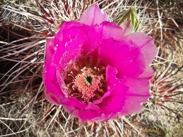Mojave Cactus, Bloom, spines, Joshua Tree NP, flowers, photo, SwittersB