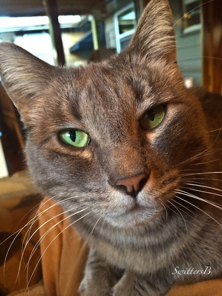 cat-Penny-tabby-pet-SwittersB